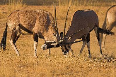 Gemsbok in central Kalahri Game Reserve Botswana